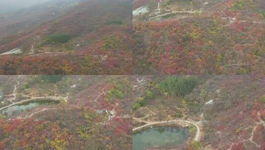 航拍秋季山林红叶景观高清在线视频素材下载