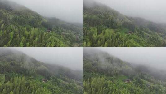 山林云雾环绕竹林景观高清在线视频素材下载