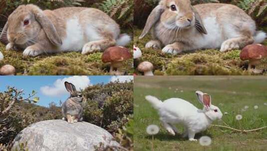 草地上休憩的兔子高清在线视频素材下载