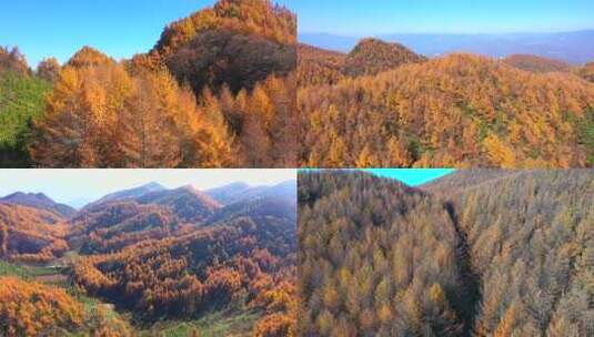 秋景秋季大兴安岭秋天高清在线视频素材下载