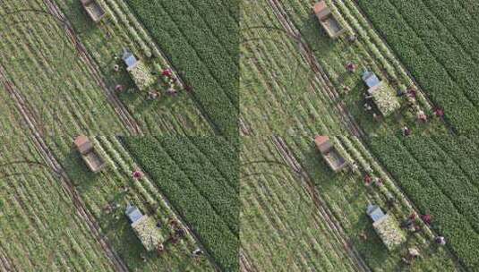 萝卜丰收手工装载车里高清在线视频素材下载