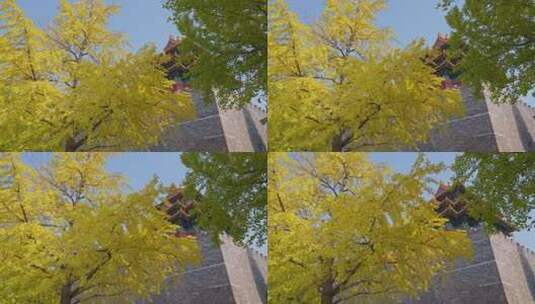 北京故宫角楼秋天银杏高清在线视频素材下载
