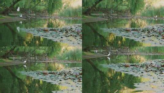 云南昆明湿地一群活泼的白鹭和野鸭 4k50p高清在线视频素材下载
