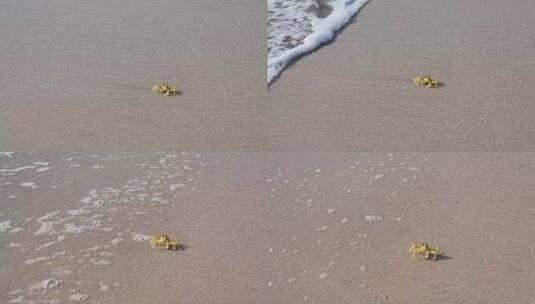 沙滩漫步的沙蟹高清在线视频素材下载