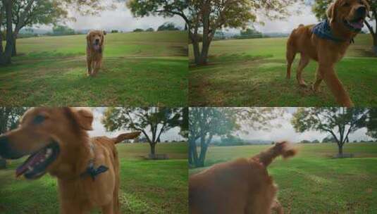 草地上草坪上奔跑的金毛狗狗跑步高清在线视频素材下载