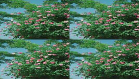 春天迎风飘动的蔷薇花海高清在线视频素材下载