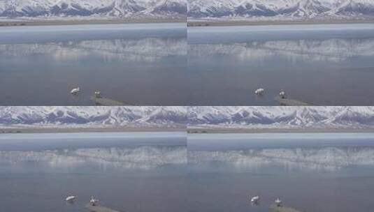 新疆赛里木湖天鹅湖水湖泊高原雪山高山高清在线视频素材下载