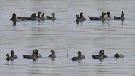 一群鸟类在水里觅食高清在线视频素材下载