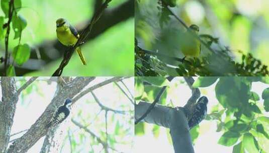 黄色山雀灰白啄木鸟视频高清在线视频素材下载
