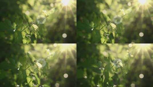 夏天阳光穿过树叶光影清新空镜高清在线视频素材下载