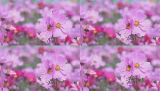 花朵美景高清在线视频素材下载