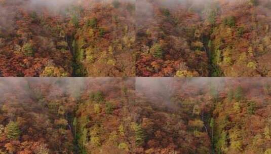 航拍秋季森林云雾瀑布溪流唯美山水风景高清在线视频素材下载