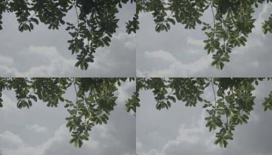 树林树枝天空高清在线视频素材下载