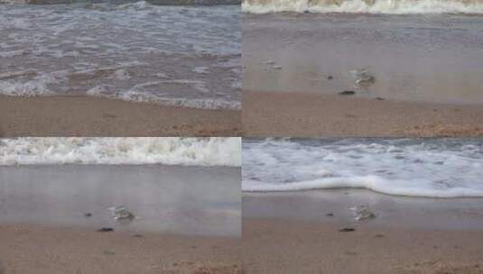 海滩上的碎玻璃高清在线视频素材下载