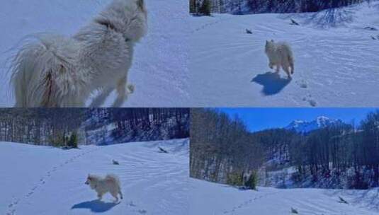 狗在雪地上开心玩耍高清在线视频素材下载