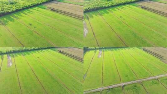 农场草地 草坪维护 铲草坪高清在线视频素材下载