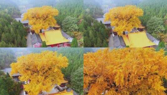 山东济南淌豆寺秋天航拍寺庙高清在线视频素材下载