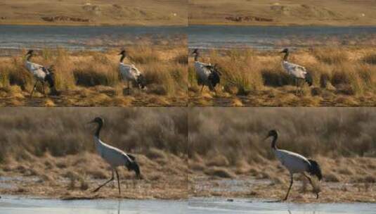 高原湿地草原的黑颈鹤高清在线视频素材下载