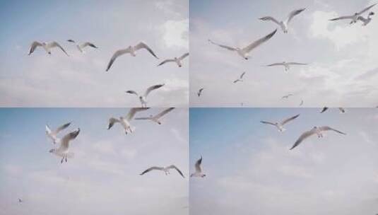 空中飞翔的海鸥、海鸥在飞行中捕捉面包片高清在线视频素材下载