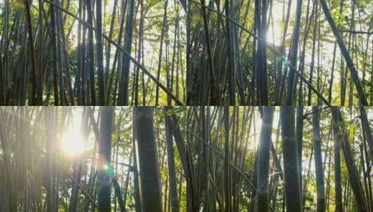 阳光照进竹林通过树木逆光美景高清在线视频素材下载