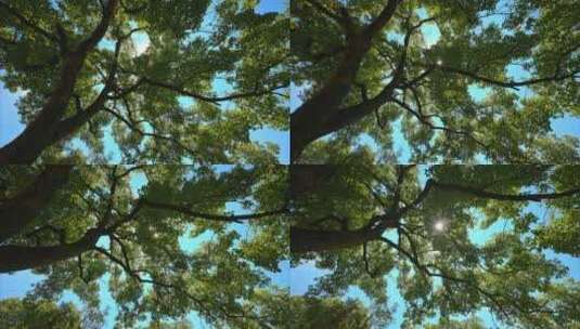 夏日阳光树林实拍高清在线视频素材下载