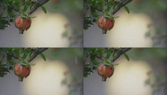 雨中的石榴树高清在线视频素材下载