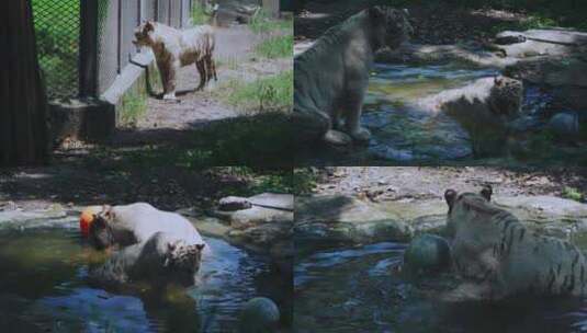 动物园白老虎高清在线视频素材下载