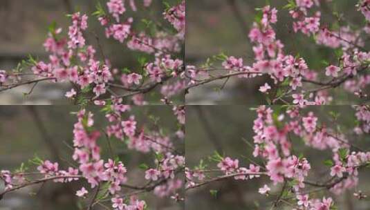 春雨滋润，泰山彩石溪桃花盛开高清在线视频素材下载