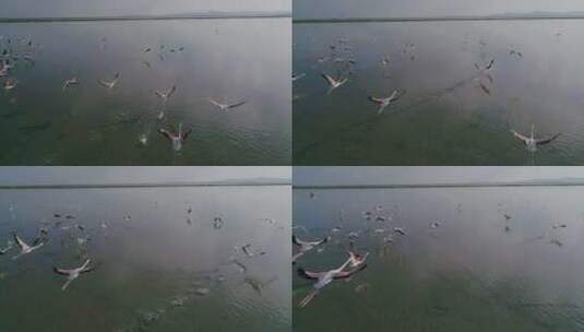 阿尔巴尼亚盐湖上空一群火烈鸟高清在线视频素材下载