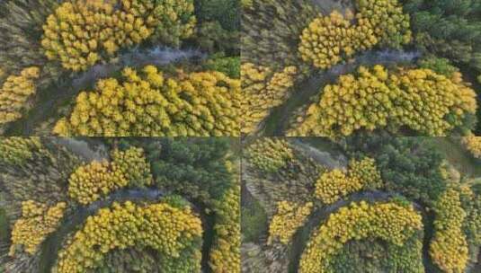航拍中国内蒙古呼伦贝尔湿地秋季自然风光高清在线视频素材下载
