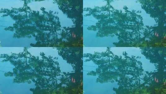 水中树木倒影高清在线视频素材下载