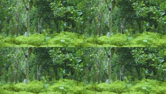 茶园生态植物有机苔藓茶叶生长状态空镜高清在线视频素材下载