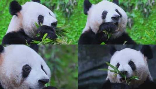 大熊猫吃竹叶特写视频合集高清在线视频素材下载