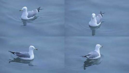 海鸥、西伯利亚银鸥高清在线视频素材下载