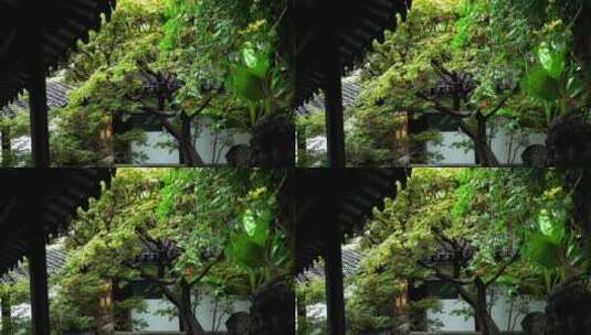 古典园林雨天南京瞻园庭院中的一角高清在线视频素材下载