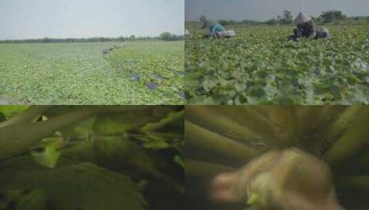 湖北荆州 菱角采摘 农民丰收 采摘出水面高清在线视频素材下载