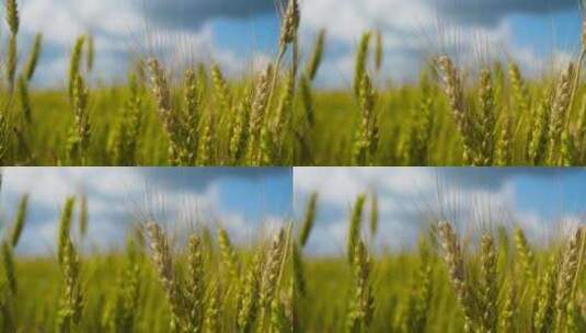 麦穗 小麦 麦子 粮食高清在线视频素材下载