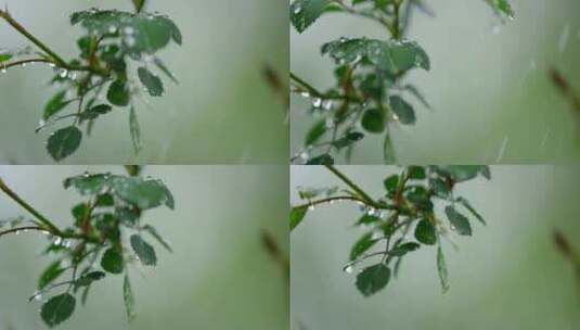 月季 绿叶 细雨 19高清在线视频素材下载