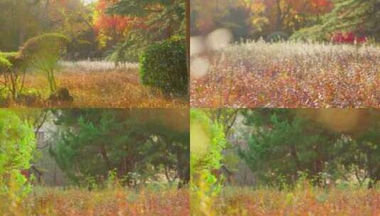 秋天的公园金黄的植物高清在线视频素材下载