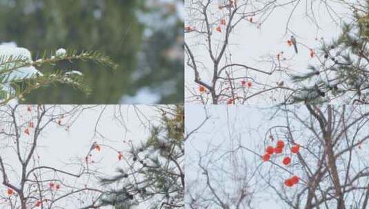 唯美冬季柿子树意向空镜实拍高清在线视频素材下载
