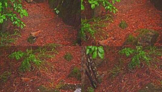 黄山棕噪鹛阴雨天活动高清在线视频素材下载