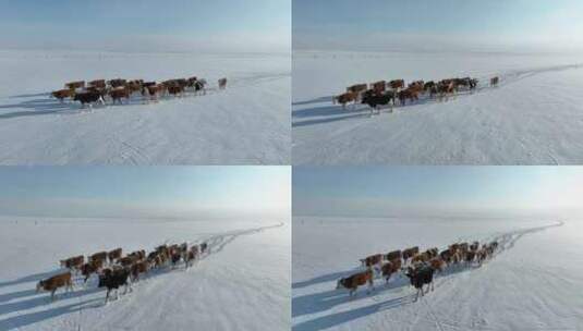 航拍呼伦贝尔冬季草原牛群-87高清在线视频素材下载