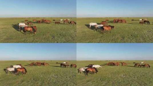 航拍呼伦贝尔草原风光443马群牛群443高清在线视频素材下载