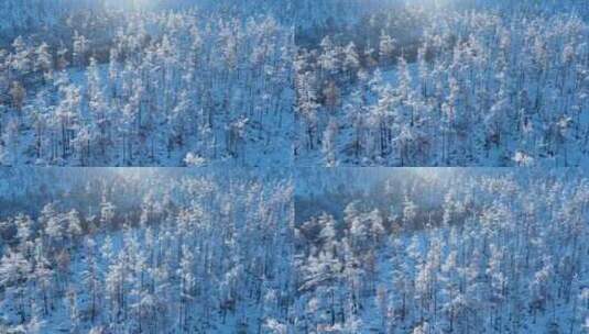 寒冬航拍大兴安岭森林银装素裹林海雪原高清在线视频素材下载