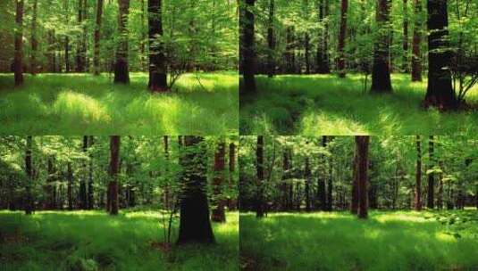 阳光照射的树林和草地高清在线视频素材下载