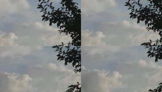 天空和树仰拍高清在线视频素材下载