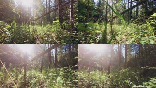 高清实拍阳光透射的森林高清在线视频素材下载