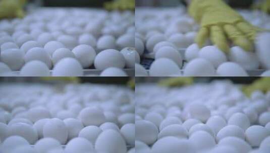 鸡蛋生产线高清在线视频素材下载