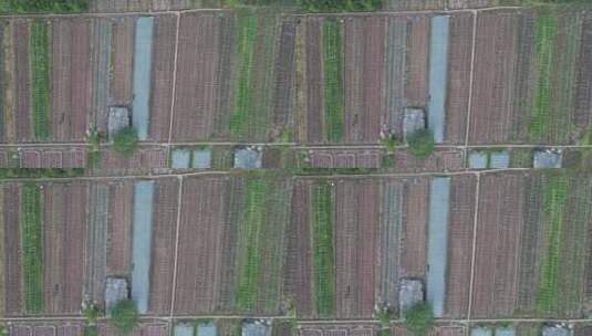 航拍农业种植农田稻田高清在线视频素材下载