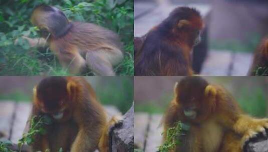 金丝猴猴子高清在线视频素材下载